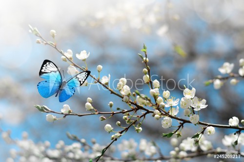 Bild på Cherry blossom in wild and butterfly Springtime
